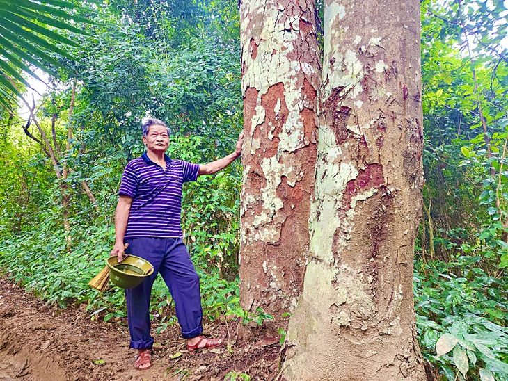Ông Đô bên hai thân lim mọc lên từ một gốc lim từng được cưa ngang để lấy gỗ làm hầm trú bom từ hơn 50 năm trước - Ảnh: SƠN LÂM