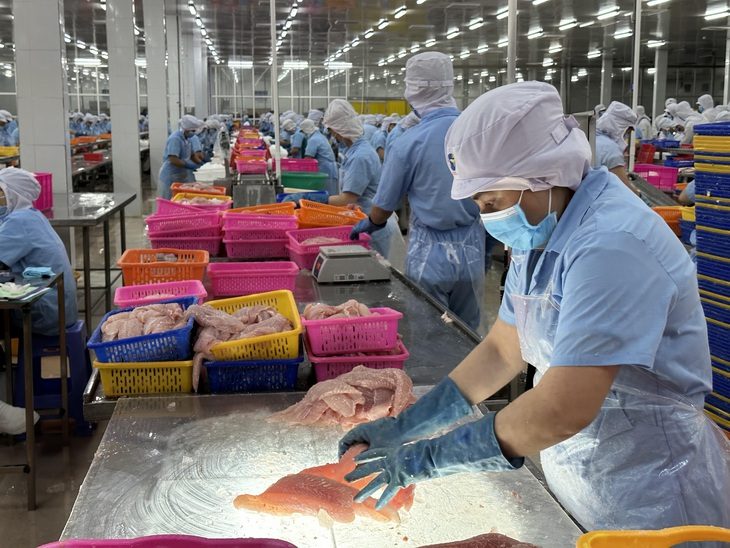 Chế biến cá tra xuất khẩu của một doanh nghiệp ở Cần Thơ - Ảnh: THẢO THƯƠNG